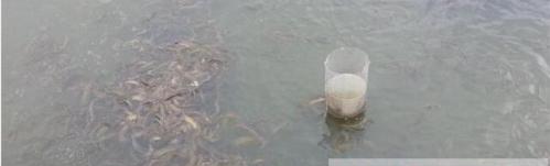 養殖泥鰍時的三大問題，控制好養殖密度及水質水溫等