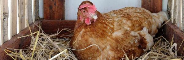 立秋後母雞不下蛋的原因，多由於氣溫低或者光照時間不足導致