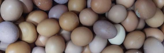 雛雞蛋和普通雞蛋的區別，生產時間和大小均不同