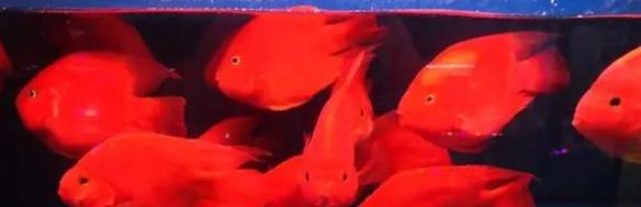 寶藍迷你鸚鵡魚怎麼分公母，可以通過顏色、性格、魚鰭和生殖孔來辨別