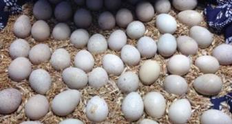 鷓鴣多少天開始產蛋，鷓鴣正常180天產蛋年產蛋120枚