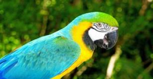 鸚鵡怎麼分辨雌雄，查看鸚鵡鼻子處的顏色來分辨