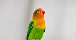 鸚鵡怎麼分辨雌雄，查看鸚鵡鼻子處的顏色來分辨