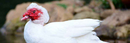 騾鴨屬於什麼品種的鴨子，騾鴨的養殖方法