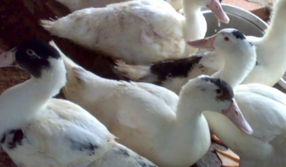 騾鴨屬於什麼品種的鴨子，騾鴨的養殖方法