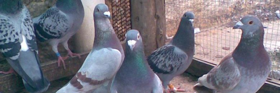 肉鴿怎麼養殖方法,關於鴿子生活環境的要求不是特別高