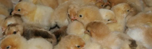 雞苗養殖方法，籠養肉雞的雞舍必須是一個完全密閉的