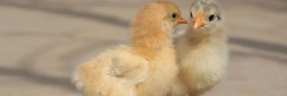 怎麼養小雞，需要保持適宜的溫度