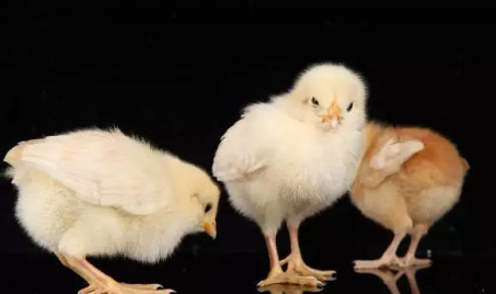 怎麼養小雞，需要保持適宜的溫度