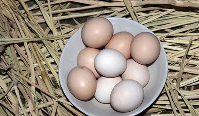 土雞蛋有很濃的蛋腥味，如何去除腥味