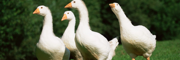 養殖鵝需注意的10大要點，飼養密度對於鵝的健康至關重要