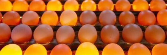 照蛋燈對雞蛋有哪些作用