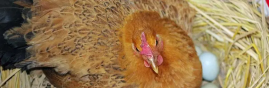 母雞抱窩期間的覓食行為會不會導致餓死
