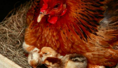 母雞抱窩期間的覓食行為會不會導致餓死