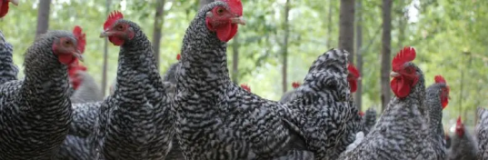 蘆花雞及養殖技術，雞舍及周圍環境都需定期進行消毒