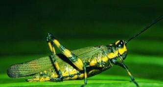 蝗蟲每秒扇動多少數