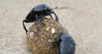 蜣螂會吃自己的糞便嗎？