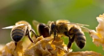 殺針蜂的特效農藥有哪些