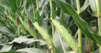 玉米依靠什麼傳播種子