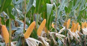玉米依靠什麼傳播種子