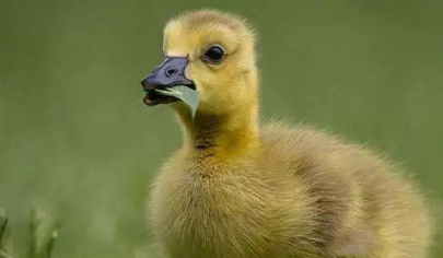 孵小鵝的溫度應該是多少，科學設置鵝蛋孵化溫度