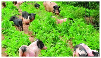 香豬養殖條件，管理要求