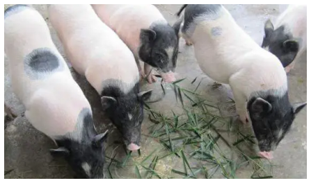 香豬養殖條件，管理要求