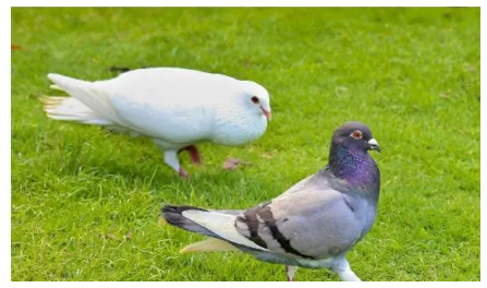野鴿子怎麼餵養，飼養技巧與注意事項